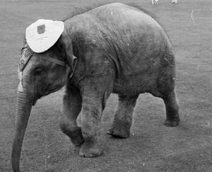 Elephant-in-cricket-ground-Team-India-victory
