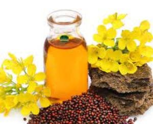 musturd-oil-price-fall-in-himachal