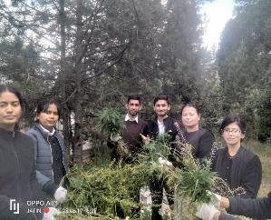 Cannabis uprooting campaign launched in Kinnaur district