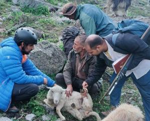  Kinnaur: Treatment of sick sheep of sheep herders trapped in jail