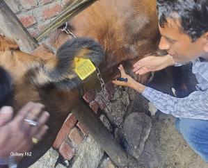 Kinnaur: 503 animals suffering from lumpy were treated in the district