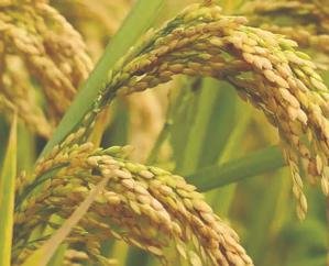 For the first time the government will buy paddy in the entire state