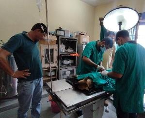 Sterilization campaign of stray dogs started in Una