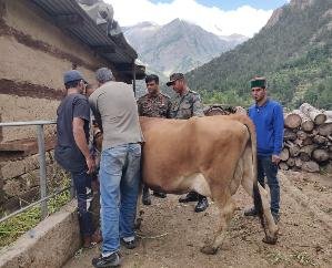 Kinnaur: Army veterinary team organizes camp for treatment of Lumpy disease spread among animals