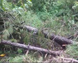 Hamirpur: Wood cut by the forest department is still lying in the forests.