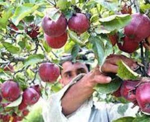 Gardeners angry over reduction in import duty on apples, preparing to take to the streets