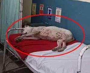 Condition of government hospitals: Dog resting on the emergency bed of Bhoranj hospital, photo goes viral...