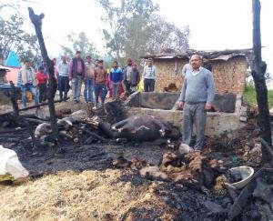 जली पशुशाला, भैंस व उसके बच्चे की मौत