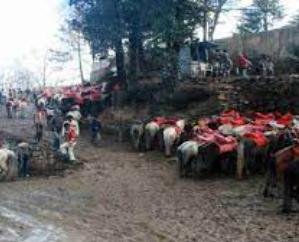 Shimla: NGT reins in the horses of Kufri