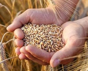 Shimla: Agriculture Department will distribute 800 quintals of wheat breeder seeds to farmers.123