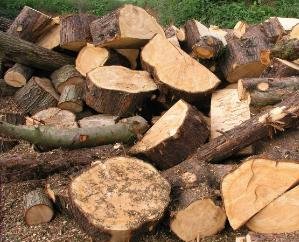 Dehra: Terrace police caught a truck full of wood on Swan Khad bridge.