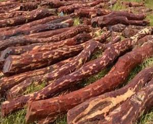 Jawalamukhi: Ax fell on 15 sandalwood trees, 75 pieces of cut sandalwood were found on the spot