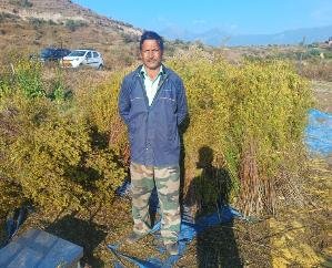 Padhar: The life of farmers in hilly areas is fragrant with wild marigold flowers.