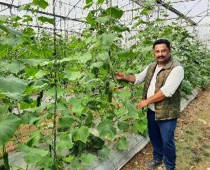  Indora: Chetan is earning lakhs by growing off season vegetables in polyhouse