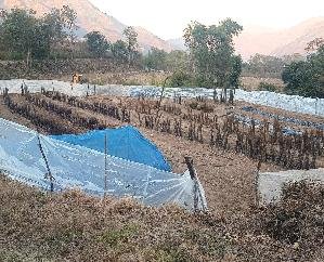 Solan: 13121 plants sold on the second day in the sale of temperate fruit plants of Nauni University.