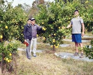 Jaisinghpur: Tarehal of Jaisinghpur area created its identity as 'fruit village'