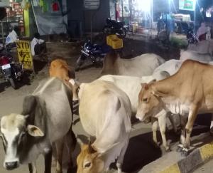 Hamirpur: Now stray animals will not be seen in Sujanpur city, MLA inaugurated cow shed.