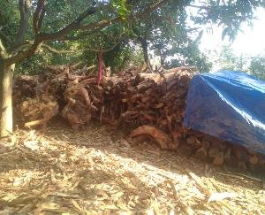 Indora: Contractor has permission for cut Khair trees: Range Officer 369