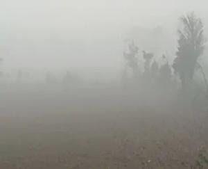 Dense fog will remain in the plains of Himachal till January 6.