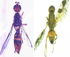 Solan: Researchers of Nauni University discovered two new species of fruit fly.