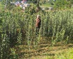 Shimla: Italian company will set up apple nursery on 200 bigha land in Himachal.