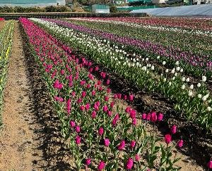 Dharamshala: Palampur's Tulip Garden reopened for tourists to see