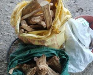  Jaswan-Paragpur: Police and forest department caught 29 kg sandalwood in Rakkar