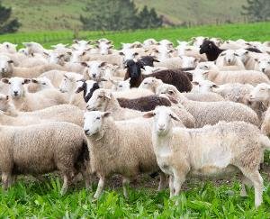 38 thousand sheep and goats will get life insurance in Himachal