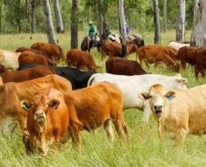  The concept of self-reliant Himachal will be realized through livestock.