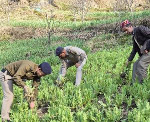 Banjar police destroyed 4073 illegal opium plants