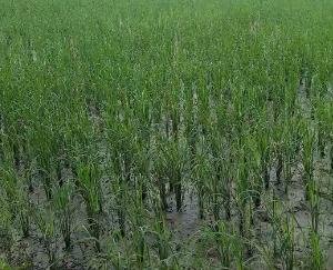 Due to rain in the hilly areas of Giripar region, there is a wave of happiness among the farmers, filing of nominations