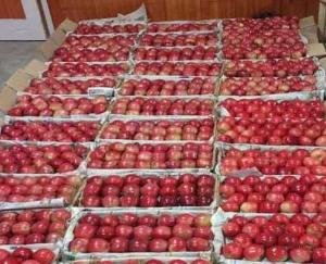 Recommendation to increase GST to 12 percent on apple carton boxes