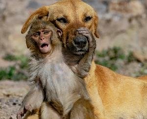 प्रकाश बादल की तस्वीरों ने बटोरी सुर्खियां