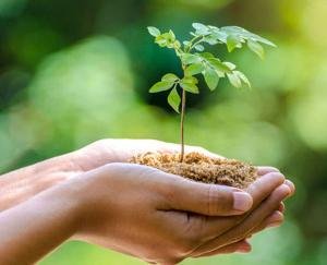 Kangra: Laureate Pharmacy Educational Institute planted saplings in collaboration with Har Aangan Ek Phutta campaign.