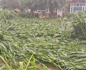 Kunihar: Wind along with rain ruined the maize crop, farmers raised demand for compensation from the government.