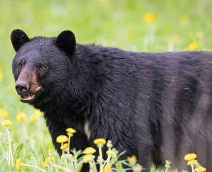 Sirmaur: Bear terror, entered the house and attacked an 83-year-old elderly woman at midnight.