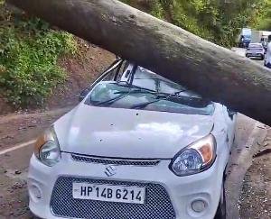 Solan: Tree fell on moving vehicle in Subathu, people traveling in the vehicle safe
