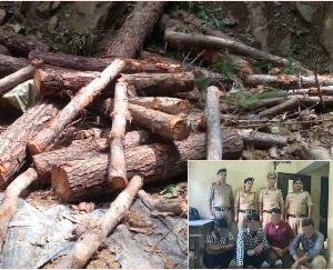 Nahan: 4 accused arrested in illegal felling of trees, will appear in court today
