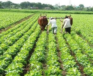 Mandi: Agricultural incentive schemes end pension tension