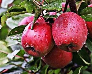 Apple production per hectare decreased by 50% in Himachal in 13 years