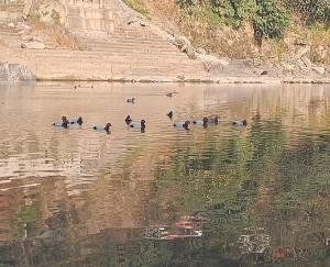 Migratory birds set up camp in the reservoirs of Mandi, the area echoed with chirping