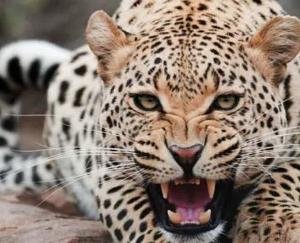 Leopard ran away after catching 5 year old girl in Chaupal, life saved due to mother raising noise
