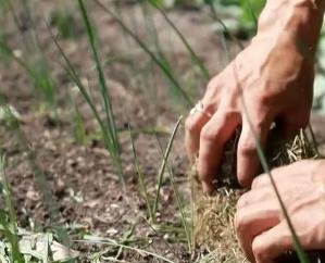 There is no rain and snowfall...the worries of farmers and gardeners are increasing