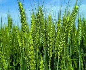 Farmers- can- improve -the- quality -of- their -crops- and -soil -fertility -by -taking -advantage- of- the- compost- purchase- scheme-: Dev -Raj -Kashyap