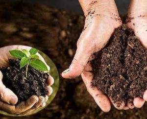  Cowdung -and- compost -purchase- scheme- started- in -Solan- district