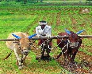 किसानों की सहायता के लिए कृषि हेल्पलाईन आरम्भ