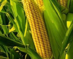 Himachal: -Agricultural- scientists -developed -a -new- variety- of -corn-, farmers- will -get -benefit