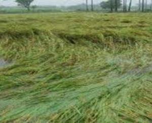 Heavy damage caused by rain, hailstorm and storm in the state, many crops destroyed