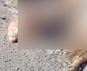 High- speed- taxi- wreaks- havoc -in- Kullu,- 12 -sheep -and -goats- including -a -shepherd -die