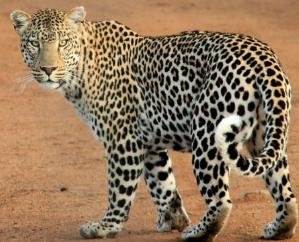 Leopard -terror- in -school-, teacher -saved- the -lives -of -children- by l-ocking- them- in-the -room